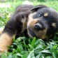 Rottweiler version cachorro